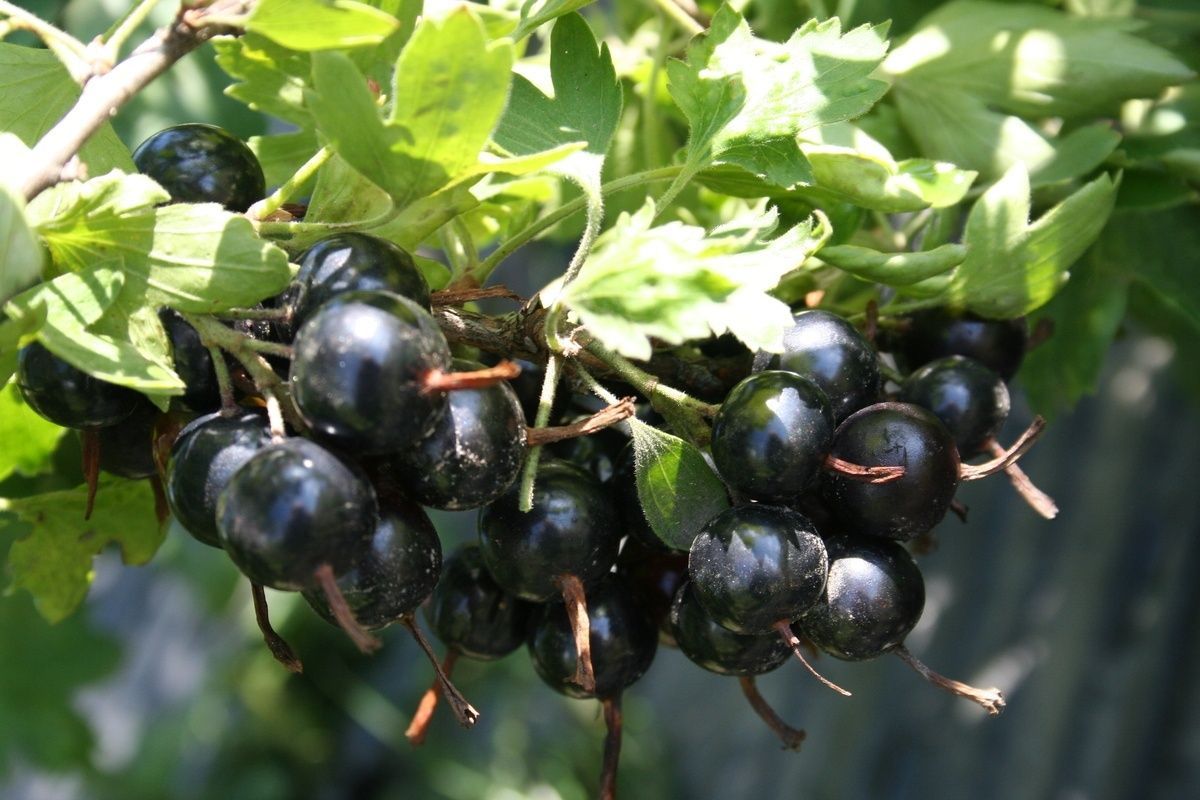 Ягодные культуры